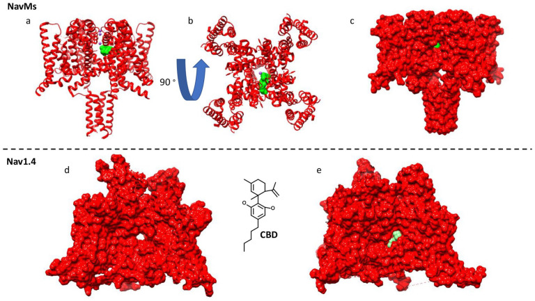 Cannabidiol (CBD) binding pose inside voltage-gated sodium (Nav) channels. (a-c) The crystallized binding of CBD inside the bacterial NavMs (PDB ID: 6YZ0). (d, e) The docked pose of CBD inside the human Nav1.4 structure (PDB ID: 6AGF). The poses are in close agreement.