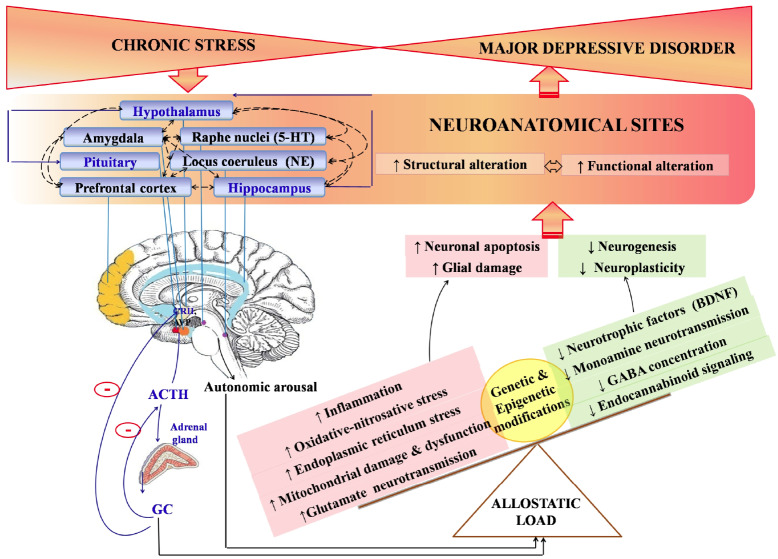 The pathophysiological components of stress and MDD.