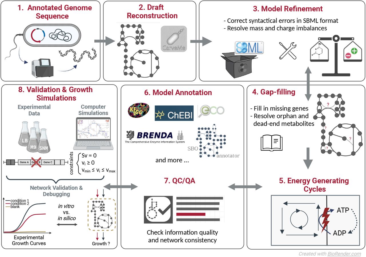 Workflow developed for the metabolic network reconstruction of iACB23LX.The created workflow consists of eight main steps: extraction of the annotated genome, draft model reconstruction, model refinement, gap-filling, investigation of energy-generating cycles, model annotation, quality control and quality assurance (QC/QA), and model validation using experimental data. The growth simulations include the examination of growth requirements and the definition of a minimal growth medium. The last six processes are continuously iterated until the model is of good quality and recapitulates known phenotypes.