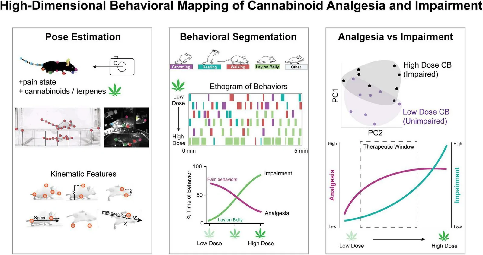Scientific infographic illustrating high-dimensional behavioral mapping in cannabinoid analgesia and impairment using mice. The left panel shows pose estimation with kinematic features and behavioral annotation from video. The middle panel presents behavioral segmentation and an ethogram of observed activities at different doses. The right panel compares analgesia and impairment by dose, including principal component analysis and a dose-response curve highlighting an optimal therapeutic window.