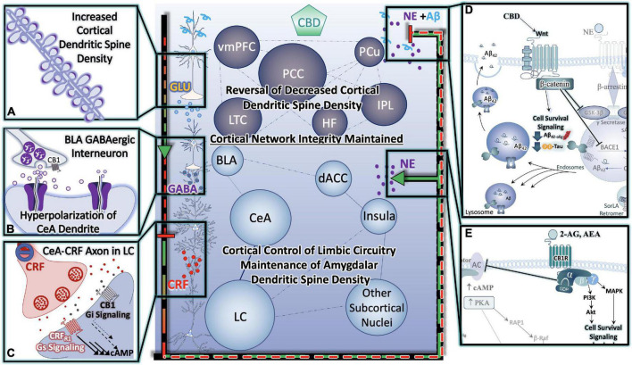 Cannabinoids Prevent Hyper-Activation of Stress-Integrative Circuitry, Protecting Cortical Network Integrity, Reducing Cellular Stress, Inflammation, Reduce Behavioral Symptoms and Improve Cognitive Function. (A) Cannabinoid-induced reversal of stress-induced dendritic retraction in cortical areas. (B) Cannabinoid-mediated engagement/activation of GABAergic interneurons of the BLA- reduces central drive to the CeA. (C) Cannabinoid-mediated reduction in central drive of the CeA results in downstream reductions in excitatory input to LC neurons, protecting them from consequences of hyperactivation. (D) Cannabinoids (including CBD) protect neurons from (D) Alzheimer’s Neuropathology Neuropathology, and (E) excitotoxicity and/or hyperactivity via Gαi signaling (D,E) are depicted in greater detail in Figure 6.