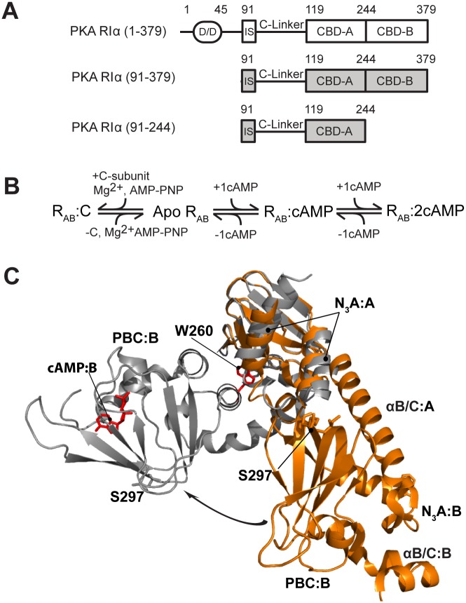 Construct design and architecture of PKA RIα. (A) Domain organization of the RIα subunit of PKA and its functional constructs that ensure cAMP-dependent inhibition of the catalytic subunit (C). (B) Binding equilibria of PKA RIα. Even when apo RIα is a transient low-population intermediate, it is still a critical thermodynamic determinant of the cAMP-dependent regulation of PKA. (C) Structures of PKA RIα (91–379) bound to either cAMP (grey, PDB code 1RGS) or the C-subunit (orange, PDB code 2QCS for the R333K mutant of RIα (91–379)). The two structures are superimposed through the β-barrel of cAMP-binding domain (CBD) A. Selected regions and residues are labeled. The arrow shows the change in the position of CBD-B relative to CBD-A occurring upon cAMP-binding.
