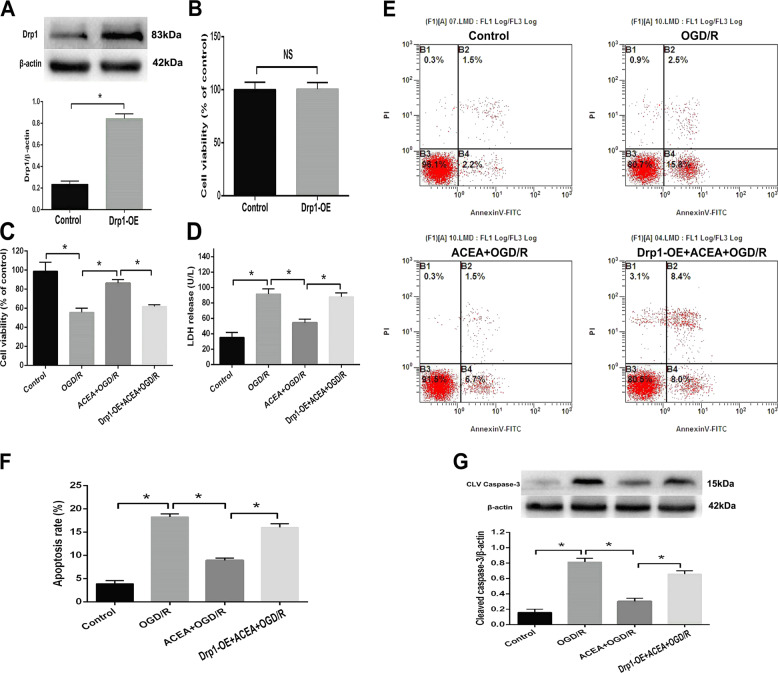 Drp1 overexpression abolished ACEA-induced cytoprotection in HT22 cells exposed to OGD/R.A The Drp1 wt vector induced Drp1 protein overexpression (Drp1-OE) in HT22 cells. B Drp-OE did not induce obvious cytotoxicity in HT22 cells. C Drp1-OE reversed the cannabinoid CB1 agonist ACEA-induced restoration of cell viability. D Drp1-OE reversed the ACEA-induced inhibition of LDH release. E The Drp1-OE-induced effects on cell apoptosis were measured by flow cytometry. F Drp1-OE reversed the ACEA-induced inhibition of cell apoptosis. G Drp1-OE reversed the ACEA-induced effect on cleaved caspase-3 expression. *p < 0.05; NS no significance.