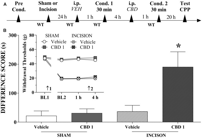 Cannabidiol induced significant CPP in incised but not sham rats. (A) Timeline of the protocol for the experiments; (B) CBD (1 mg/kg; n = 13) produced significant CPP only in incised rats. One-way ANOVA with Tukey’s test: ∗p < 0.05 compared with sham-incised groups and vehicle-treated incised group. Data are means ± SEMs. The insert shows that intraperitoneal (i.p.) administration of vehicle (VEH; n = 11) or CBD (1 mg/kg; n = 10) in sham-incised rats as well as vehicle (n = 12) in incised rats produced no significant effect on the WT. Arrows 1 and 2 indicate the times of surgery and injection, respectively.