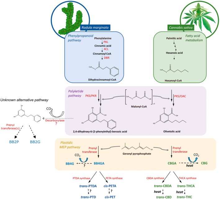Proposed biosynthetic pathway leading to the bibenzyl cannabinoids perrottetinene (PET) and perrottetinene diol (PTD) in Radula marginata, showing parallels to known Cannabis biosynthesis. 4CL, 4‐coumaroyl CoA‐ligase; DBR, double bound reductase; OAC, olivetolic acid cyclase; PAL, phenylalanine ammonia lyase; PKR, polyketide reductase; PKS, polyketide synthase. Compound abbreviations and structures are given in Fig. 1. Standard arrows: known pathways; dashed arrows and "?": unknown pathways/mechanisms/non‐enzymatic.