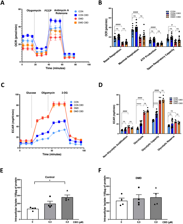 Effects of CBD on mitochondrial respiration and glycolytic metabolism in hiPSC-cFib.(A–B) Mitochondrial respiration in hiPSC-cFib from healthy controls and DMD patients treated with CBD (2 μM, 24 h). (A) Representative oxygen consumption rate (OCR) traces. (B) Quantification of basal respiration, maximal respiration, ATP-linked respiration, and spare respiratory capacity. OCR was assessed under basal conditions and following sequential injections of oligomycin (1 μM), FCCP (4 μM), and rotenone/antimycin A (1 μM each). Data are presented as mean ± SEM from n = 3 healthy donors and n = 3 DMD patients, with technical replicates obtained from independent hiPSC-cFib differentiation batches. Statistical differences between treatments in control and DMD groups and differences between control and DMD groups were determined using a non-parametric one-way ANOVA. A value of *P < 0.05 was considered statistically significant. (****P < 0.0001, CBD vs basal; ####P < 0.0001, control vs DMD; ns, not significant).(C–D) Glycolytic function in hiPSC-cFib from healthy controls and DMD patients treated with CBD (2 μM, 24 h). (C) Representative extracellular acidification rate (ECAR) traces. (D) Quantification of non-glycolitic acidification, glycolysis, glycolytic capacity, and glycolytic reserve. ECAR was measured under basal conditions and after sequential addition of glucose (10 mM), oligomycin (1 μM), and 2-deoxy-d-glucose (2-DG, 100 mM). Data are presented as mean ± SEM from n = 3 healthy donors and n = 3 DMD patients, with technical replicates of biological samples obtained from independent hiPSC-cFib differentiation batches. Statistical differences between treatments in control and DMD groups and differences between control and DMD groups were determined using one-way ANOVA. A value of *P < 0.05 was considered statistically significant. (****P < 0.0001, basal vs CBD; ####P < 0.0001, control vs DMD; ns, not significant).(E–F) Intracellular lactate levels in hiPSC-cFib from healthy controls (E) and DMD patients (F) following CBD treatment (0.5–2 μM, 24 h). Data are presented as mean ± SEM from three healthy donors and three DMD patients, with technical replicate derived from independent hiPSC-cFib differentiation batches. Statistical differences between treatment conditions in the control and DMD groups were determined using a non-parametric one-way ANOVA. *P < 0.05 versus untreated condition.