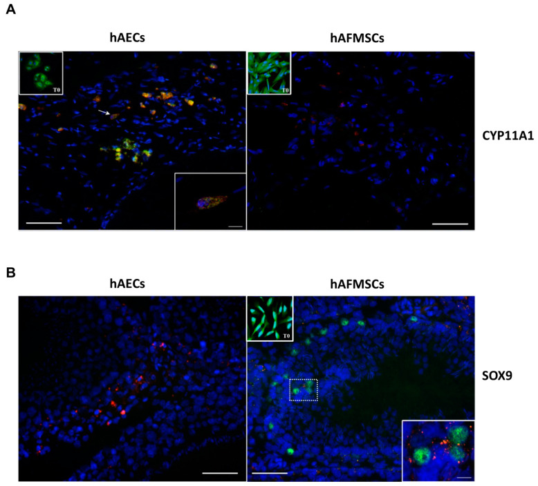CYP11A1 and SOX9 colocalization with hAECs and hAFMSCs upon transplantation. Representative merged images showing (A) the PKH26-positive hAECs (red fluorescence) colocalizing with the human CYP11A1 (green fluorescence) protein expression in the cytoplasm. Inset shows a confocal image magnification of a positive cell indicated by the arrow. hAFMSCs cells engrafted in the host tissue were negative to CYP11A1; only PKH26-positive cells were visible. Insets show hAECs and hAFMSCs T0 positive cells for CYP11A1 in their cytoplasm. (B) PKH26-positive hAFMSCs (red fluorescence) expressing the human SOX9 nuclear protein (green fluorescence) colocalizing with marked PKH26-cells (red fluorescence). The nuclei are counterstained with DAPI (blue color). T0 and transplanted hAECs were negative to SOX9, whereas T0 hAFMSCs were also positive to SOX9 in their nuclei. Scale bar = 50 μm. Magnification scale bar = 10 μm.