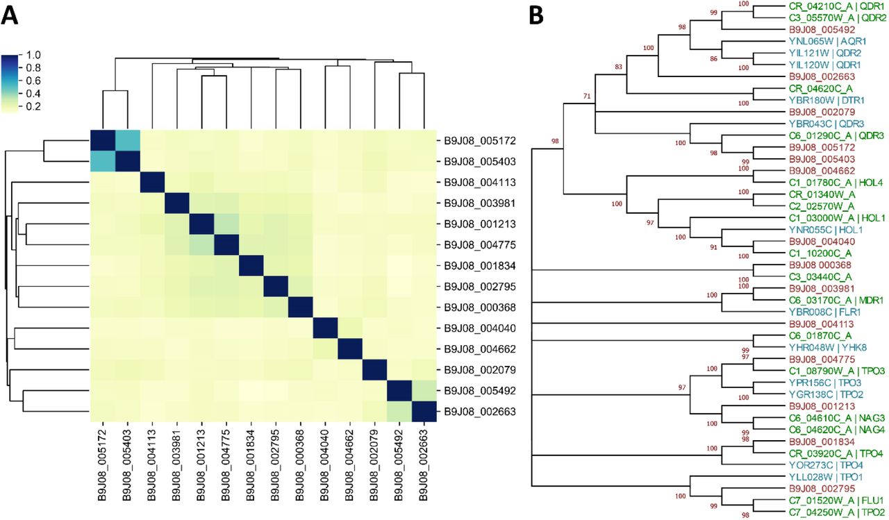 Sequence relatedness and phylogenetic analysis of DHA1 transporters.(A) Clustering sequence identity matrix of the predicted DHA1 protein sequences prepared using Seaborn library in Python. The input identity values for the plot were calculated from MSA generated using the BioEdit tool. (B) Phylogenetic tree of the DHA1 transporters from S. cerevisiae (Sá-Correia et al., 2009), C. albicans (Dias and Sá-Correia, 2014) and C. auris (this study) constructed using the Maximum Likelihood method and Jones et al. w/freq. model. The bootstrap consensus tree inferred from 1000 replicates is taken to represent the evolutionary history of the taxa analyzed. The percentage of replicate trees in which the associated taxa clustered together in the bootstrap test (1000 replicates) are shown next to the branches. Initial tree(s) for the heuristic search were obtained automatically by applying Neighbor-Join and BioNJ algorithms to a matrix of pairwise distances estimated using the JTT model, and then selecting the topology with a superior log likelihood value.