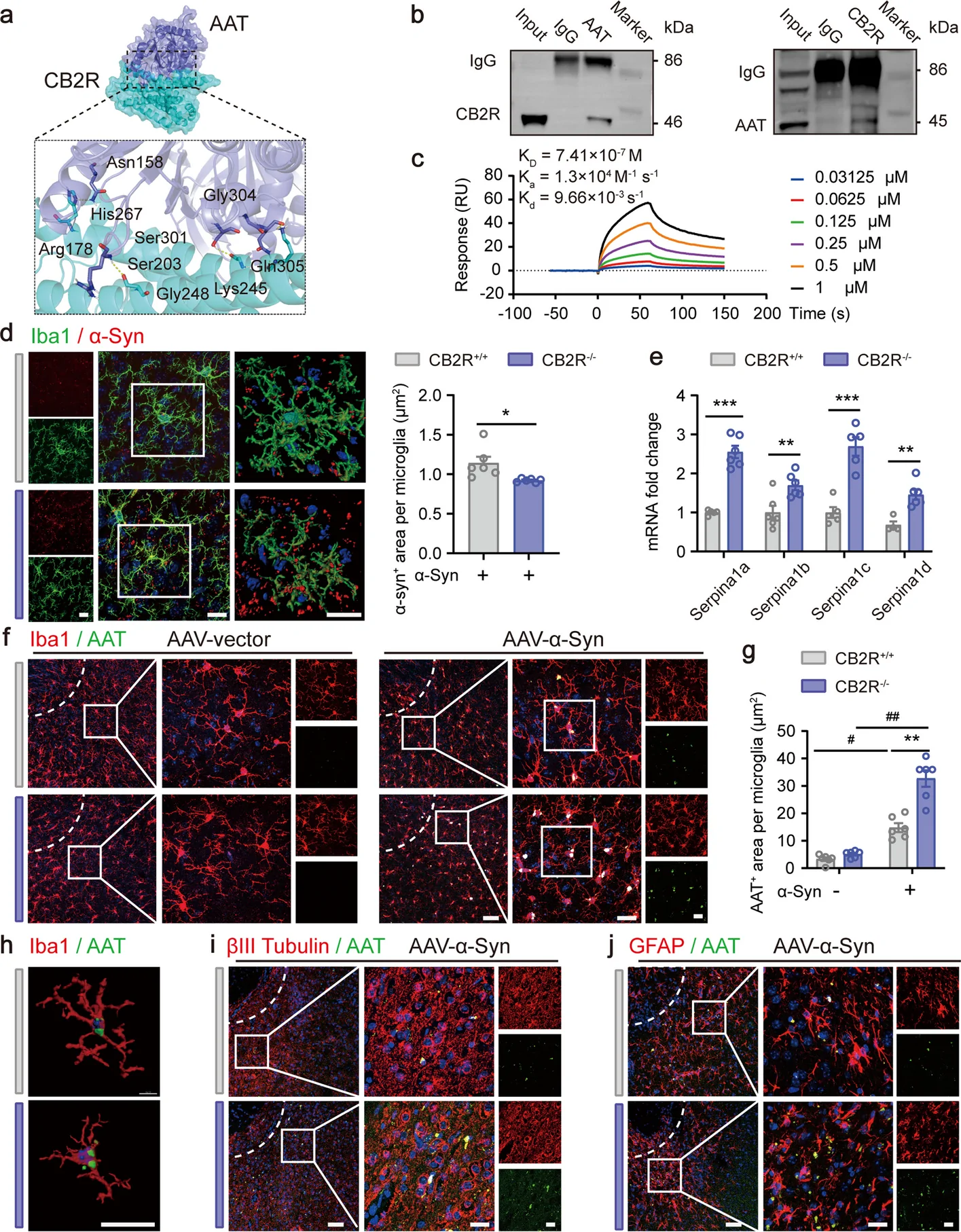 Complementary analyses support an AAT-CB2R association and reveal enhanced Serpina1/AAT responses under Cnr2 deficiency. a Protein–protein docking model showing the predicted AAT-CB2R interaction interface, visualized using PyMOL. b Representative WB of the Co-IP of CB2R and AAT in mouse NAc extracts. c SPR kinetic analysis showing real-time, concentration-dependent binding of recombinant CB2R (0.03125–1 μM) to immobilized AAT. Sensorgrams represent reference-subtracted binding responses, with black overlay curves showing the global fit to a 1:1 Langmuir binding model. d IF staining of the NAc area using Iba1 (green) and α-syn (red) antibodies. Scale bar: 20 μm. Quantification of α-syn+ area per microglia (n = 6). e The mRNA expression of Serpina1a, Serpina1b, Serpina1c, and Serpina1d in AAV2/9-hSyn-SNCA(A53T)-WPRE-treated CB2R+/+ and CB2R−/− mice (n = 4–6 per group; samples falling outside the A260/A280 RNA purity range of 1.8–2.0 were excluded from the analysis). *p < 0.05, **p < 0.01, ***p < 0.001, CB2R+/+ vs. CB2R−/− mice injected with AAV-α-syn, by unpaired t-test. f IF staining with Iba1 (red) and AAT (green) in AAV-vector- or AAV-α-syn-treated CB2R+/+ and CB2R−/− mice. scale bar: 50 μm, 20 μm. g Quantification of AAT+ area per microglia (n = 6). The data are presented as the mean ± SEM and assessed by two-way ANOVA followed by Tukey's multiple comparisons test. *p < 0.05, ##p < 0.01, ###p < 0.001, between mice treated with AAV-vector and AAV-α-syn; *p < 0.05, **p < 0.01, ***p < 0.001, compared between CB2R+/+ and CB2R−/− mice. h The 3D reconstruction via Imaris displayed the colocalization of Iba1 (red) and AAT (green), Scale bar: 20 μm. i, j IF staining with GFAP (red)/βIII tubulin (red) and AAT (green). Scale bar: 50 μm, 20 μm. PDB ID: 1HP7 for α1-antitrypsin and 6KPF for cannabinoid receptor 2. SPR, surface plasmon resonance; Co-IP, co-immunoprecipitation; Iba1, Ionized calcium binding adaptor molecule-1; GFAP, glial fibrillary acidic protein
