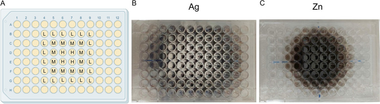 Graphical representation of the three areas (A) on the Calgary Biofilm Device covered with silver (B) and zinc (C) after IJD deposition. The wells depicted as L, M, and H correspond to the CBD areas presenting low, medium, and high concentration of metal coating, respectively