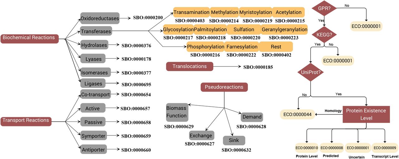Schematic representation of the SBO and ECO terms mapping.It follows the graphs defined in the repository for biomedical ontologies Ontology Lookup Service (OLS)33. The SBO terms were added using the SBOannotator tool34. The ECO terms annotated metabolic reactions and were declared based on the presence of GPR along with KEGG and UniProt annotations. Providing UniProt identifiers, the Protein Existence Level guides the mapping to appropriate ECO terms. Figure created with yEd35.