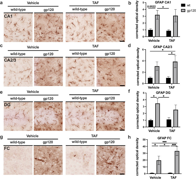 TAF treatment has minimal effect on GFAP expression in the Frontal Cortex and Hippocampus of gp120-tg and wt mice a GFAP immunostaining of CA1. b Quantification of corrected optical density for CA1. c GFAP immunostaining of CA2/3. d Quantification of corrected optical density for CA2/3. e GFAP immunostaining of DG. f Quantification of corrected optical density for DG. g GFAP immunostaining of FC. h Quantification of corrected optical density for FC. Analyzed with two-way ANOVA: *p<0.05, ***p<0.0001