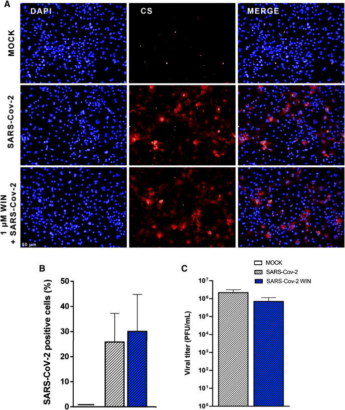 WIN does not reduce SARS-CoV-2 infection and replication in hiPSC-CMs.(A) Representative micrographs of MOCK and SARS-CoV-2-infected hiPSC-CM pretreated or not with one μM WIN for 24 h. hiPSC-CM were immunostained with SARS-CoV-2 convalescent serum (CS) (red) and counterstained with DAPI (blue) at 48 h post-infection. Scale bar: 50 μm. (B) Percentage of CS positive cells. CS immunoreactivity was comparable between treated and untreated hiPSC-CM. (C) Viral titer quantification by plaque forming units assay using the supernatants of the SARS-CoV-2 infected hiPSC-CMs. Viral titer was comparable between treated and untreated hiPSC-CM. Error bars represent standard errors of the means (SEM) from three independent experiments (three cellular differentiations and three independent infections) from one iPSC line.