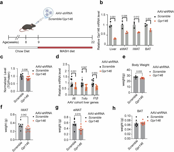 AAV-mediated acute depletion of GPR146 confirms its role in promoting hepatic steatosis and adiposity.a Schematic timeline of the AAV cohort. Adult male mice were injected with AAV8 expressing shRNA targeting Gpr146 (n = 9) or scramble control (n = 7 mice per group), followed by 13 weeks of feeding with a MASH-inducing diet enriched in fat, cholesterol, and fructose. Created in BioRender. Cheng, K. Y. (2026) https://BioRender.com/8v6bx97. b qPCR expression analysis of Gpr146 in liver, eWAT, iWAT, and BAT to assess knockdown efficiency (n = 3 mice per group). c Hepatic triglyceride content in mice with or without Gpr146 knockdown (n = 7 mice per group). d qPCR expression analysis of hepatic expression of key inflammatory genes in mice with or without Gpr146 knockdown (n = 7 mice per group). Body weight (e), iWAT(f), eWAT (g), and BAT (h) weights after 13 weeks of MASH diet feeding (n = 7 mice per group). Bars indicate mean ± s.e.m. Statistical significance for panels (b–h) was determined by two-sided unpaired t tests, with P values shown. Source data are provided as a Source Data file.