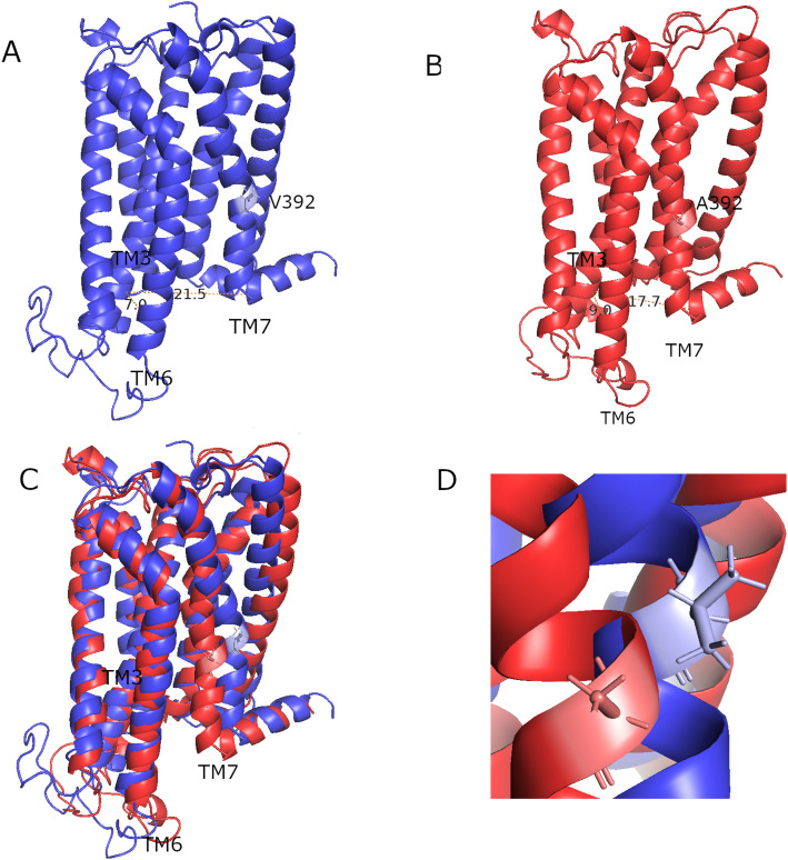 Representative conformations and helical rearrangements in(A) the WT CB1 receptor (blue), (B) the V392A MT CB1 receptor (red), (C) Superimposition of WT and MT aligned to the conserved transmembrane core. Arrows indicate the outward flare of TM6 (increased TM3–TM6 distance) and the inward shift of TM7 (decreased TM3–TM7 distance), and (D) detailed view of the MT amino acid (Alanine) and WT amino acid (Valine) site.