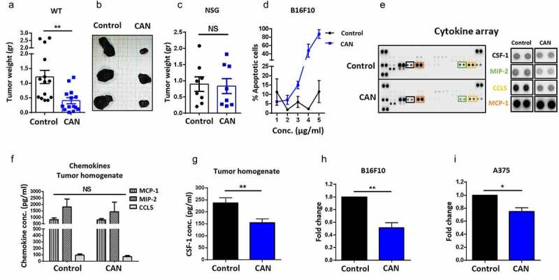 Cannabis extract treatment leads to a specific reduction in CSF-1 secretion by melanoma cells.