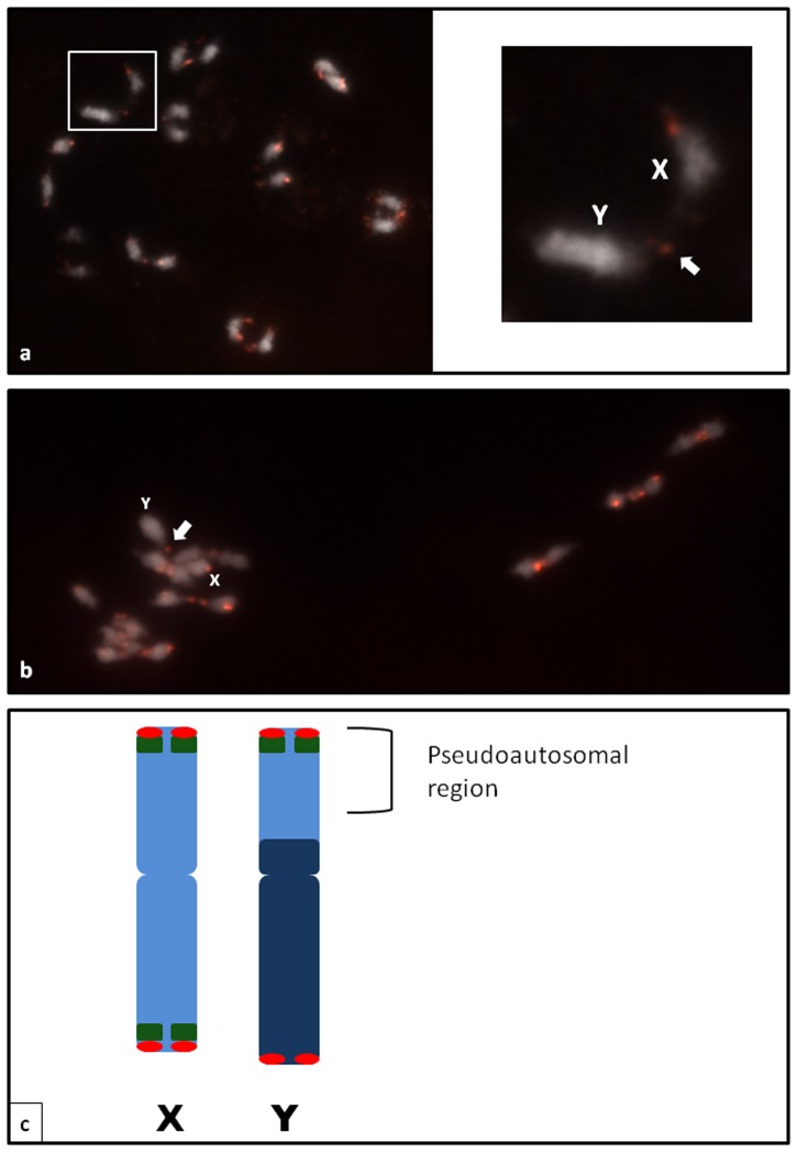 The meiotic chromosomes of C. sativa at diakinesis (a) and metaphase I (b).The chiasma between the sex chromosomes can clearly be seen and indicated by arrows. c Idiogram of the C. sativa XY chromosomes with the hybridization sites of CS-1 (green) and the Arabidopsis-type telomeric repeat (red). The pseudoautosomal region is indicated by brackets.