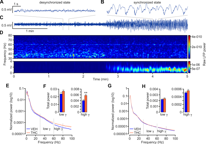 Adolescent THC-treatment lead to increased high gamma (61–80 Hz) power in the mPFC of adult rat. (A–C) Example recording traces from PFC of urethane anesthetized rat showing different cortical states. Desynchronized state (A) was characterized by small-amplitude fast oscillations while synchronized state (B) by large-amplitude slow oscillations. (C) Five-minute recording showing spontaneous alternation from the desynchronized to synchronized state. (D) Spectrogram calculated for a five-minute recording presented in C showing the temporal changes in the power at different frequencies. Note that upon transition from desynchronized to synchronized state gamma power decreased while the slow delta oscillation gradually emerged. The power values are color-coded as indicated on the right-hand side insets. A peak at around 60 Hz reflect power line frequency and the LFP power values for frequencies between 59–61 Hz were excluded from further analysis. (E,G) Average normalized power spectra corresponding to prefrontal LFP of VEH- (blue) and THC-treated (orange) rats in desynchronized (E) and synchronized (G) states. Note the increased power of high-gamma band (61–80 Hz) in THC-treated rats. (F,H) Bar graphs summarizing the average total power of the low- and high-gamma calculated for desynchronized (F) and synchronized (H) states of VEH (blue) and THC-treated (orange) rats. The high-gamma of THC-treated rats was significantly more powerful than VEH. Two-tailed t-tests; **indicated p < 0.01. Error bars represent the standard error of the means (SEMs).