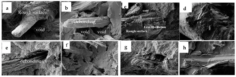 SEM micrographs (500×) of kenaf/PP biocomposites (a) kenaf/PLA biocomposite (b), bagasse/PP biocomposites (c), bagasse/PLA biocomposites (d), hemp/PP biocomposites (e), hemp/PLA biocomposites (f), softwood/PP biocomposite (g), and softwood/PLA biocomposite (h).