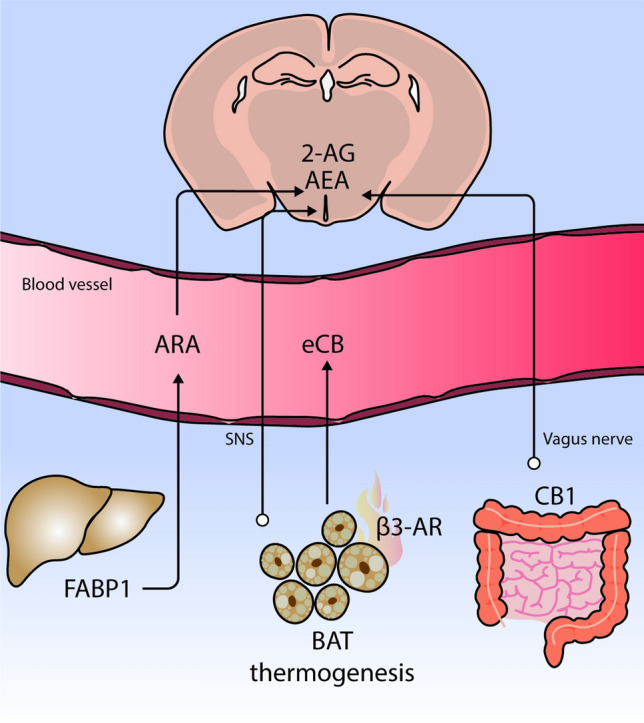 The endocannabinoid system in the intersection of hypothalamus-periphery cross-talk. Brain levels of 2-AG and AEA have been attributed to the higher plasma availability of arachidonic acid (ARA). The circulating pool of ARA is determined in part by FABP1 expression in the liver. Hypothalamic endocannabinoid (eCB) levels are modulated by brown adipose tissue (BAT) thermogenesis through the SNS tone, and BAT could be also acting as a source of circulating eCB. It has also been reported that the effect of dietary fat on gut induces a positive feed-back to the brain to modulate food intake. This response is dependent on CB1 receptors