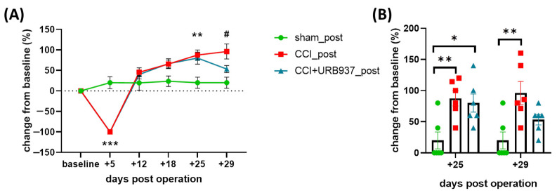 Effect of URB937 on the mechanical stimulation test response in allodynic rats. URB937 was administered from day +25 to +29 post-surgery (5 total injections). (A) Change (%) from baseline values to Von Frey hair stimulation (ipsilateral side) on the pre-operative day (baseline) and +5, +12, +18, +25, and +29 days post-operation. Data are expressed as mean ± SEM. Two-way ANOVA followed by Tukey’s multiple comparisons test; ** p < 0.01 and *** p < 0.001 CCI_post and CCI + URB937_post vs. sham_post; # p < 0.05 CCI_post vs. sham_post. (B) Change (%) from baseline values to Von Frey hair stimulation (ipsilateral side) on day +25 and +29 post-surgery. Data are expressed as mean ± SEM. One-way ANOVA followed by Tukey’s multiple comparison test. ** p < 0.01 CCI_post vs. sham_post; * p < 0.05 CCI + URB937_post vs. sham_post. N = 6.