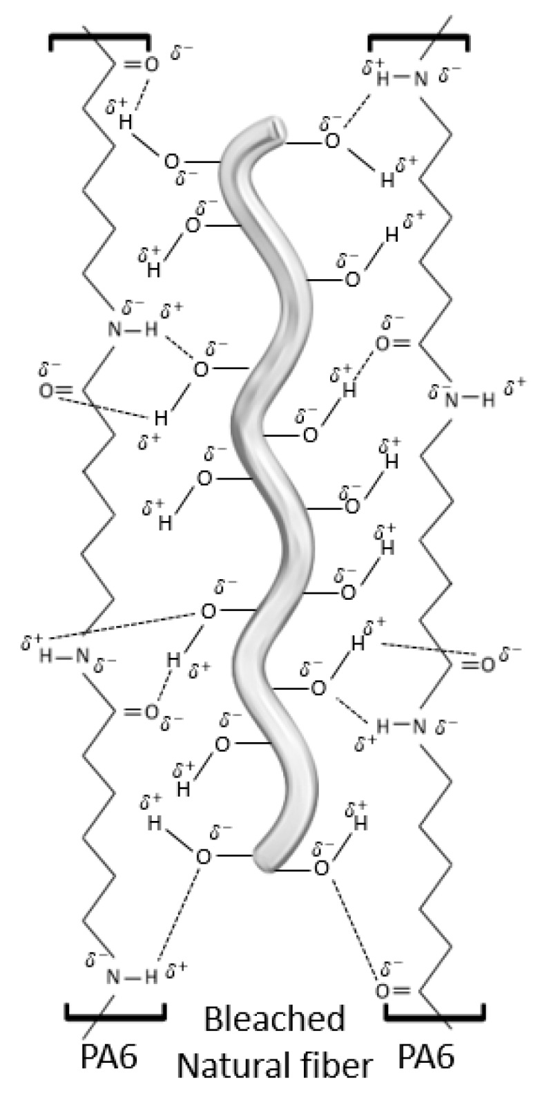 Proposed mechanism of bleached fibers anchoring onto PA6 surface.