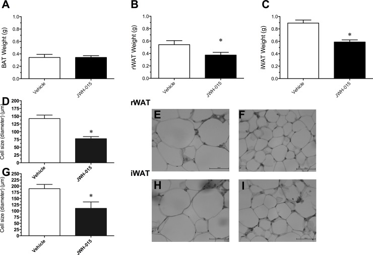 Change in brown adipose tissue (BAT) (A), retroperitoneal white adipose tissue (rWAT) (B), and inguinal white adipose tissue (iWAT) (C) weights, changes in adipocyte cell size in the rWAT (D) and iWAT (G), and distribution of adipocytes in abdominal (E-F) and subcutaneous (H-I) fat pads following daily intraperitoneal administration of Vehicle or 10 mg/kg/day JWH-015, respectively, for 21 days.Data for brown adipose tissue (BAT) (A), retroperitoneal white adipose tissue (rWAT) (B), inguinal white adipose tissue (iWAT) (C), and cell size in the abdominal and subcutaneous fat pads represent means ± SEM. *P<0.05, significantly different from Vehicle. Scale bar = 200μm.
