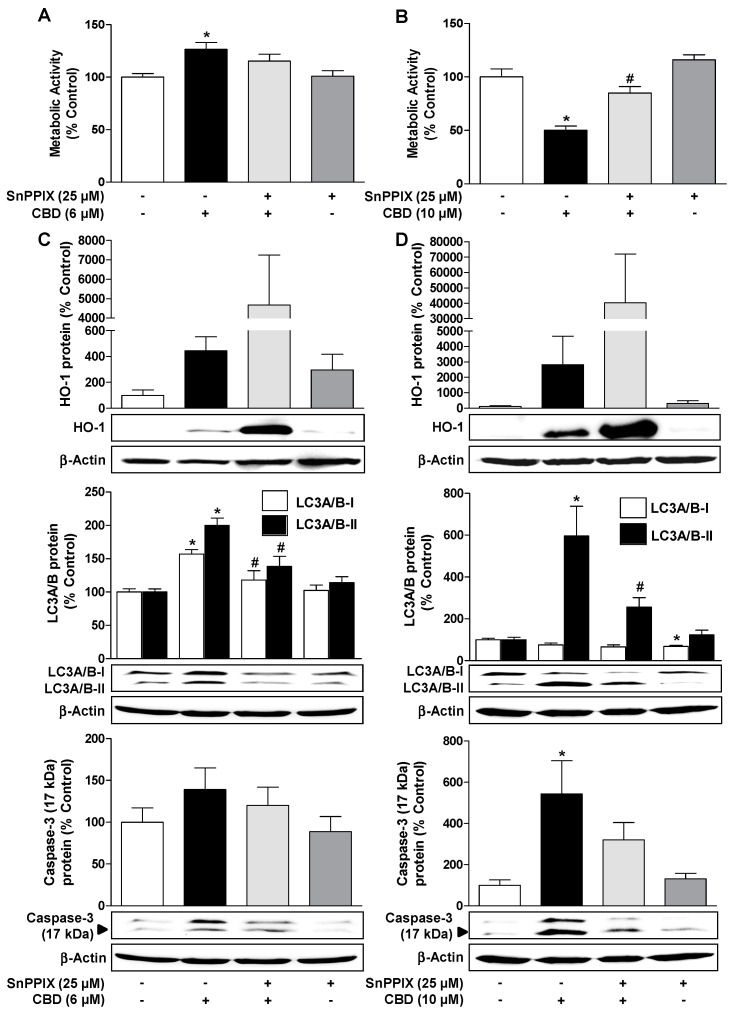 Inhibition of HO-1 activity by tin protoporphyrin IX (SnPPIX) reduces CBD-induced autophagy and attenuates the loss of viability due to 10 µM CBD. Effect of the HO-1 inhibitor SnPPIX on CBD effects on viability (A,B), HO-1 expression (C,D, upper blots), LC3A/B-I/II expression (C,D, middle blots) and caspase-3 cleavage (C,D, lower blots) in HUVEC. The cells were pre-incubated with 25 µM SnPPIX for 30 min and then further co-incubated with 6 µM (A,C) or 10 µM CBD (B,D) for another 24 h. Expression values were normalized to β-actin. The same actin blot was used as a control for LC3A/B and caspase-3 in (C) and (D), since these proteins were resolved on the same gel. Percent control represents comparison with vehicle-treated cells (100%) in the absence of test substance. Values are means ± SEM of n = 6 (A), n = 4 (B,C, upper and middle blots, D, middle and lower blots), n = 9–10 (C, lower blots), or n = 3 (D, upper blots) experiments. The values for blots were determined by densitometric analysis. Representative blots are shown. * p < 0.05, vs. corresponding vehicle control, # p < 0.05 vs. CBD-treated group; one-way ANOVA with Bonferroni´s post hoc test.