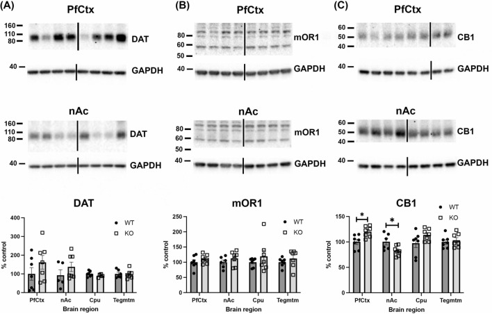 Western blots of dopamine transporter (DAT), mu opioid receptor 1 (mOR1) and cannabinoid receptor 1 (CB1) protein levels. DAT (a) and mOR1 (b) levels did not differ between WT and α-DB KO mice in the prefrontal cortex (PfCtx), nucleus accumbens (nAc), caudate-putamen (Cpu) or Tegmentum (Tegmtm). However, CB1 expression (c) was upregulated in the PfCtx and downregulated in the nAc of α-DB KO mice relative to WT mice. Numbers represent the molecular weight markers (kDa). Black lines represent non-continuous lanes loaded on the same gel. n = 7/group, *p < 0.05, two-way ANOVA with Sidak’s post-hoc