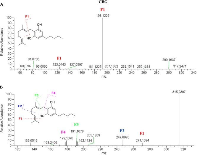 HRMS fragmentation spectrum of cannabigerol (CBG) in positive (A) and negative (B) ionization mode.