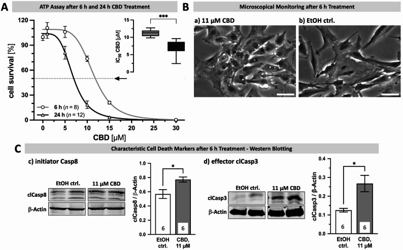 KGN cells are susceptible to CBD-induced cell death. A Application of CBD in different concentrations (1 µM, 5 µM, 10 µM, 15 µM and 30 µM) or the solvent control EtOH for 6 h (gray line with circles; n = 8) and 24 h (lead line with triangles; n = 12) and measurement of cell survival (in % to solvent control EtOH) by means of ATP assays was used to determine the CBD IC50 for KGN cells. Results are shown as interpolated dose-effect curves based on identified mean ± SEM cell survival for each concentration applied. Inset depicts variance of interpolated CBD IC50 values for 6 h (gray) and 24 h incubation (lead) of all performed experiments. B Representative micrographs captured after 6 h treatment with 11 µM CBD (a) or the solvent control EtOH (b; EtOH ctrl.). Presence of CBD induced first signs of cell death, such as intracellular vacuolization and nuclear condensation, while the solvent control EtOH had no effects on cellular morphology or appearance. Scale bar 50 µM. C Treatment of KGN cells with 11 µM CBD for 6 h resulted in increased levels of the characteristic apoptotic cell death markers cleaved (cl) initiator caspase (Casp) 8 (c) and effector clCasp3 (d), as identified by means of Western Blotting. β-Actin served as internal loading control. Representative bands from KGN cells treated either with the solvent control EtOH or 11 µM CBD, respectively. Cropped blot images are shown; original gel images provided in Supplementary Fig. 9