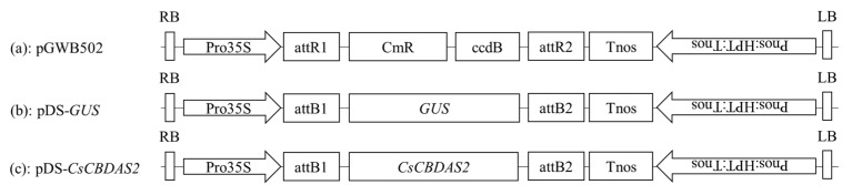 Schematic of the T-DNA structure of the binary vectors used for transient gene expression. (a) pGWB502; (b) GUS gene; and (c) CsCBDAS2 gene.