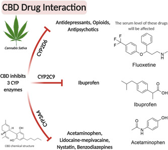 Interaction of cannabidiol (CBD) with various classes of traditional medicines that are metabolized by CYP enzymes. The expression levels of several CYP450 enzymes may be affected by CBD use (mainly through inhibition) leading to changes in serum levels of various drugs that indirectly affect the drug efficacy and treatment outcomes. Created with BioRender.com