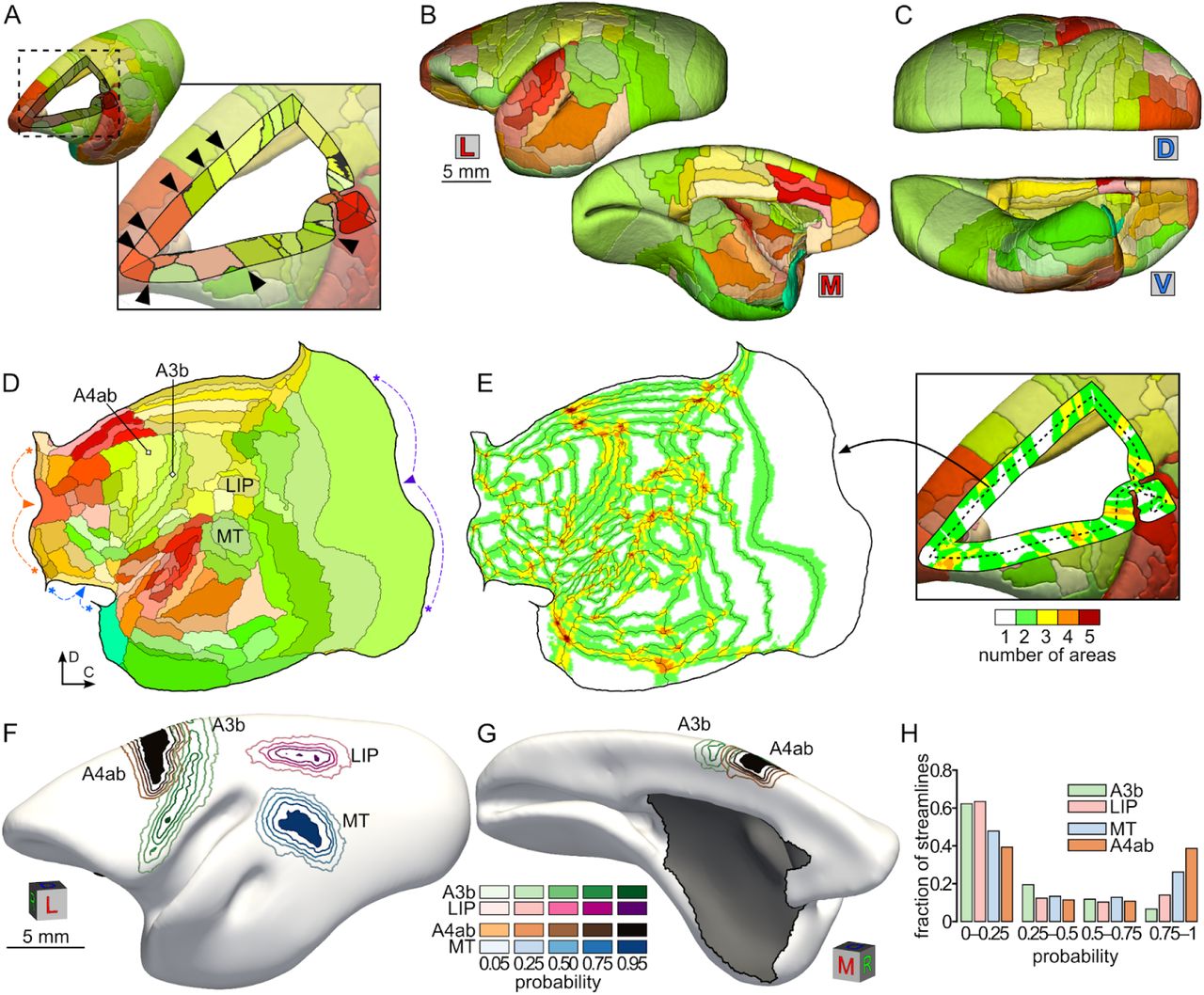 Segmentation of the Nencki–Monash template into cortical areas and analysis of variability of the areas’ location.A: Anatomically plausible properties of the segmentation relying on the most likely area along each cortical profile (black triangles). Cutout view through the frontal cortex, as indicated on the thumbnail 3D visualization above the panel. B, C: Medial (M), lateral (L), dorsal (D), and ventral (V) views of a 3D visualization of the template segmentation into 116 cortical areas, following the scheme proposed by Paxinos et. al. (2012). Colors denote different areas (see Table S2 for a list). D: Flat map representation of the segmentation shown on panels B-C. Arrowheads and asterisks indicate three points along the perimeter of the map where discontinuities were made to minimise distortions (fundus of the calcarine sulcus in purple, boundary between orbitofrontal cortex and medial frontal cortex in orange, piriform cortex in blue). E: Spatial variability of the location of cortical areas expressed as the numbers of areas with a probability ≥ 0.05 along each streamline. F-G: Analysis of the spatial variability of four example areas (A4ab, A3b, LIP, MT). The contours illustrated on rostrolateral (F) and rostromedial (G) views of the mid-thickness surface denote isoprobability lines (see color scales), and the dark-filled regions indicate parts of the cortex in which given area appears consistently (p≥ 0.95) throughout the sample. H: Quantitative analysis of the variability of the 4 example areas. The graph represents the fraction of streamlines with a non-zero probability of encountering a given area. Areas A3b and LIP express high spatial variability (higher fractions of low-probability streamlines) in comparison with areas A4ab and MT.