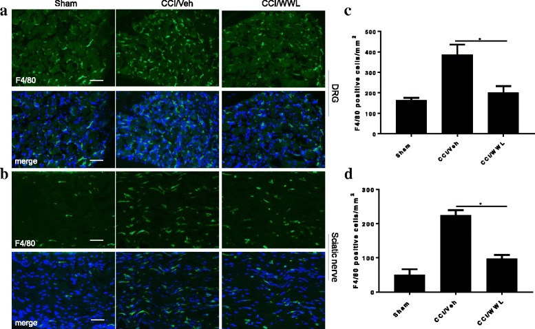 Reduced macrophage infiltration in CCI mouse ipsilateral DRG and sciatic nerve following WWL70 treatment. The numbers of F4/80 positive macrophages in the DRG (a) and sciatic nerve (b) in mice treated with WWL70 (10 mg/kg) after CCI were remarkably reduced compared to the CCI/vehicle group. (c, d) Quantification of the F4/80-positive cells in DRG and sciatic nerve (mean ± S.E.M., n = 8/group). Scale bar = 50 μm. Merge represents co-localization of DAPI (blue) with F4/80 (green)