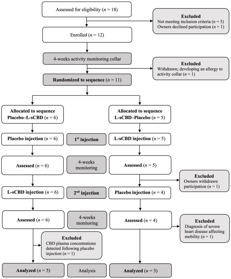 Flowchart depicting a study design. Eighteen participants assessed; 12 enrolled; one excluded due to activity collar allergy. Eleven randomized: six to Placebo–L-sCBD and five to L-sCBD–Placebo. Both groups undergo two injections and four weeks of monitoring. Further exclusions include CBD detection in placebo group and heart disease diagnosis. Final analysis includes five from Placebo–L-sCBD and three from L-sCBD–Placebo groups. Further exclusions include one owner withdrawn participation before the second injection, CBD detection in placebo group and heart disease diagnosis.