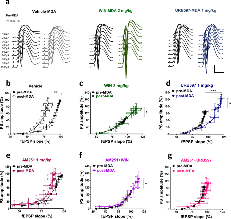 Effects of peripheral administration of cannabinoid compounds on basal synaptic plasticity and cellular excitability assessed in control (pre-MDA, drug free condition) and in post-MDA condition. (a) Representative DG field potential responses obtained with stimulation intensities ranging from 100 through 1000 μA, recorded before MDA (drug free condition) and after MDA in presence of vehicle (vehicle-MDA), WIN 2 mg/kg (WIN-MDA) and URB597 1 mg/kg (URB597-MDA). Scale bar = 2 mV and 5 MDA acute kindling caused a significant left-ward shift of the I/O curve in vehicle treated animals (b) which was prevented by the administration of WIN and URB597 (c and d). The left-ward shift of the I/O curve is still present in the AM251-MDA group but no longer significant (e). AM251 did not prevent the effect of WIN and only partially prevented the effect of URB597 in the I/O curve (f and g, respectively). One-way ANOVA for repeated measures followed by Bonferroni post hoc test; *p < 0.05, **p < 0.01 versus pre-MDA condition group.