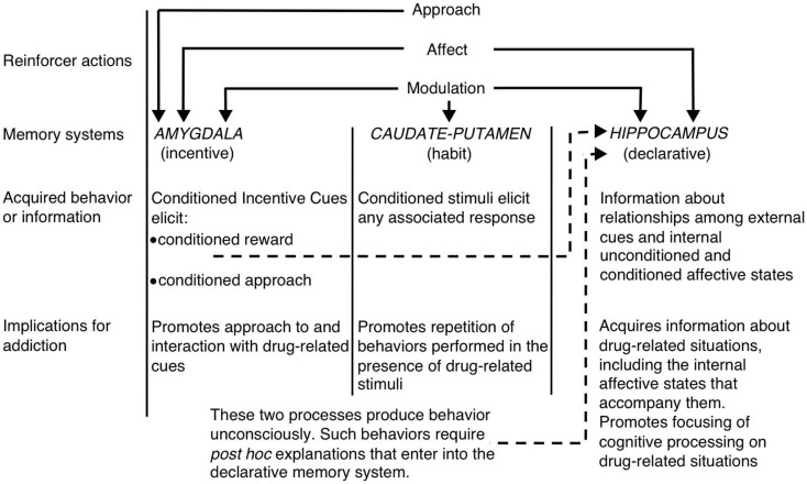 White’s (1) multiple memory systems view of drug addiction. Like natural reinforcers, addictive drugs possess several “reinforcer actions,” including the ability to invoke positive/negative affect, approach, and modulation of memory systems. The amygdala, caudate–putamen (i.e., dorsal striatum), and hippocampus mediate dissociable memory systems, and each memory system presumably encodes unique components of drug-related memories. Given their memory modulatory properties, addictive drugs can potentially enhance their own self-administration by enhancing the function of these systems. (Reprinted from White with permission from John Wiley & Sons.)