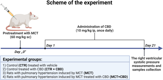 Experimental design. Abbreviations: CBD: cannabidiol; CTR: control; ip: intraperitonially injection; MCT: monocrotaline; sc: subcutaneously injection