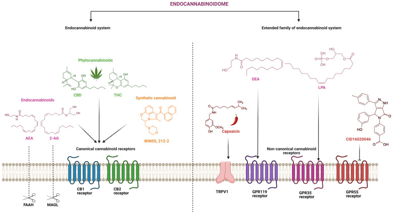 Schematic overview of endocannabinoidome showing classical endocannabinoid system, extended family of endocannabinoid system, and their endogenous and exogenous ligands. Endocannabinoids (anandamide, AEA; and 2-arachidonoylglycerol, 2-AG); phytocannabinoids (cannabidiol, CBD; and tetrahydrocannabinol, THC); synthetic cannabinoid (WIN55, 212-2); endocannabinoid degradation enzymes (fatty acid amide hydrolase, FAAH; and monoacylglycerol lipase, MAGL); canonical cannabinoid receptors (cannabinoid receptor 1, CB1; and cannabinoid receptor 2, CB2); endocannabinoid-like molecules (oleoylethanolamide, OEA; and lysophosphatidic acid, LPA); non-canonical cannabinoid receptors (transient receptor potential of the vanilloid type-1, TRPV1; G-protein-coupled receptor 119, GPR119; G-protein-coupled receptor 35, GPR35; and G-protein-coupled receptor 55, GPR55); TRPV1 agonist (capsaicin); GPR55 antagonist (CID16020046).