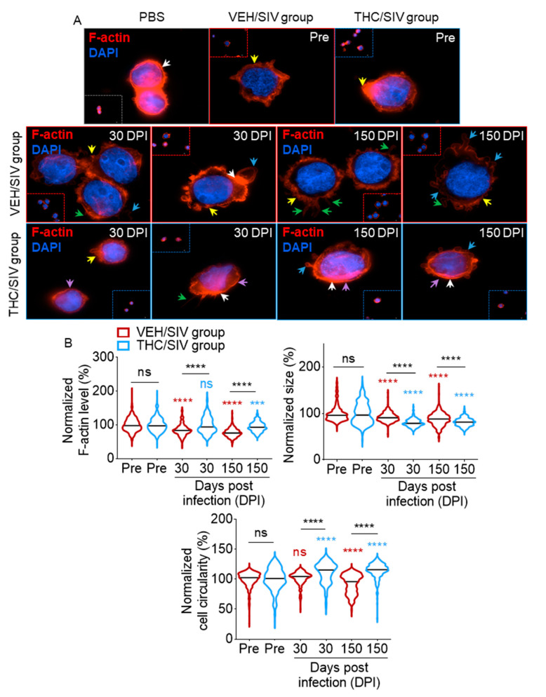 THC/SIV BEVs dampen SIV-induced changes in cytoskeletal organization: (A) F-actin (red) and DAPI (blue) staining of U937 cells incubated with 1000 µg/mL BEVs for 18 h. Fluorescence images were manually obtained at 60× magnification using the Lionheart FX automated microscope. Yellow arrows depict membrane ruffling, white arrows depict areas of increased F-actin localization, green arrows depict filopodia-like protrusions, blue arrows depict lamellipodia-like protrusions, and purple arrows depict smooth prominent cortical shell. (B) Quantification of single-cell F-actin fluorescence intensity (top left panel), cell size (top right panel), and cell circularity (bottom panel). Five 10× magnification fields of view were analyzed per time point. Ordinary one-way ANOVA (Brown–Forsythe and Bartlett tests, with Sidak’s multiple comparisons test) was used to determine the statistical significance within the group. Binary Student’s t tests (Welch’s correction) were used to determine significant differences between groups for each of the time points in each group. *** p < 0.005, **** p < 0.001, and ns = non-significant.