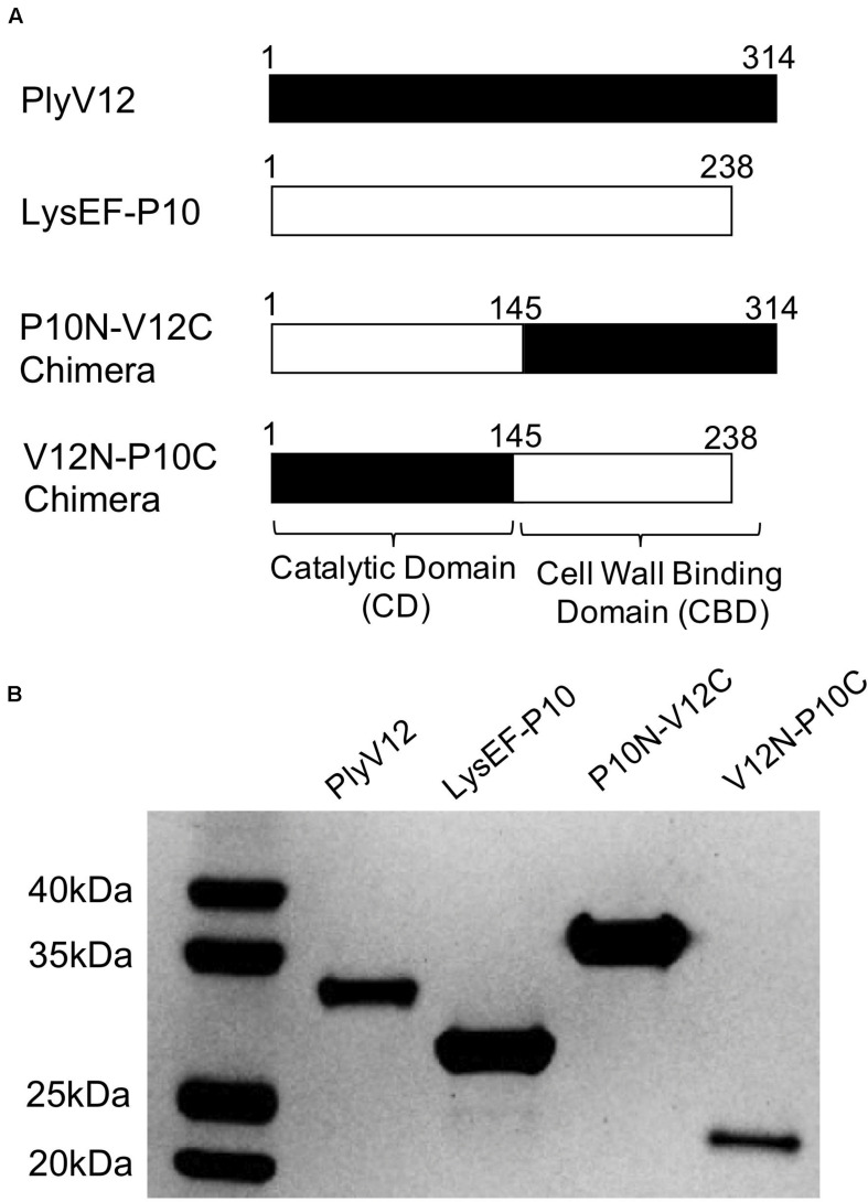 Description of the parent and chimeric recombinant lysins. (A) Schematic diagram illustrating the domain swapping between the parent lysins to create the two chimeras. The N-terminal domain is the catalytic domain whereas the C-terminal domain is the cell wall binding domain. (B) The SDS-PAGE analysis showed the high purity of the produced lysins. PlyV12 (35.0 kDa), P10N-V12C (35.4 kDa), V12N-P10C (27.2 kDa) contain a C-terminal 6xHis tag, while LysEF-P10 (29.1 kDa) contains an N-terminal 6xHis-TEV for affinity chromatography purification.