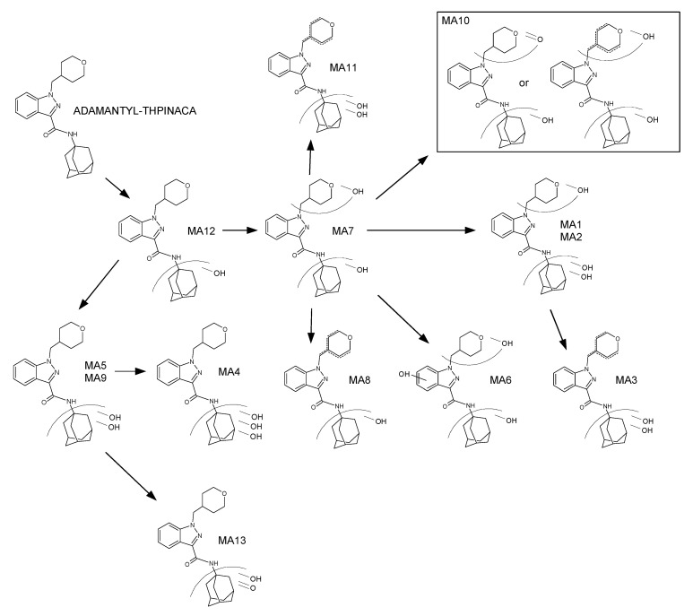 Proposed metabolic pathway of ADAMANTYL-THPINACA.
