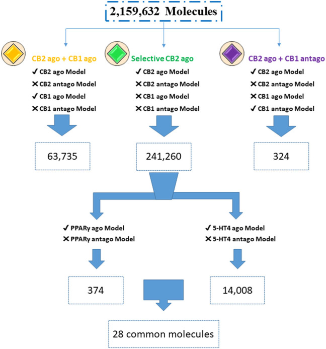 Screening for multitargeted candidates. Enamine database (2,159,632 compounds) was screened through agonist (ago) and antagonist (antago) ISE models. Numbers are of molecules with a positive index for models with a “✓” symbol, while failing to pass the models is marked by “X” (due to a negative index).