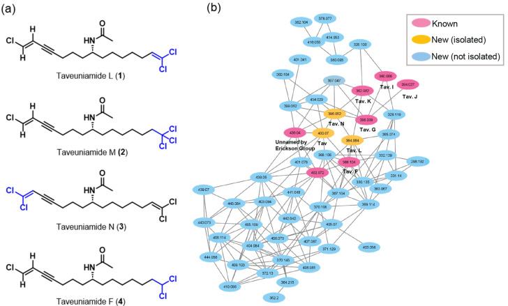 Metabolomics discovery of new and known compounds from marine cyanobacterium VPG14-26. (a) Chemical structures of isolated new taveuniamides L-N (1–3) and known taveunimade F (4) [15]. (b) GNPS generated network analysis using MS/MS data of the organic fraction from which 1–4 were purified.