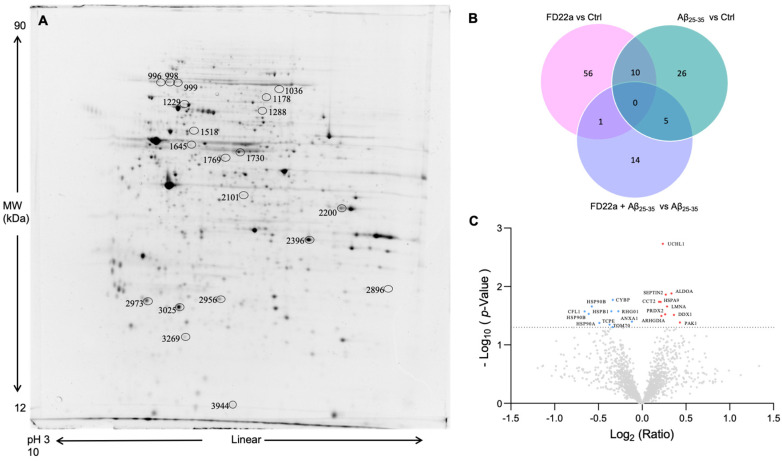 (A) Representative 2DE image of U87-MG proteome. Protein extracts were separated in a linear pH 3–10 gradient. SDS-PAGE was performed using 12% acrylamide. Gels were stained with fluorescent dye and acquired by ImageQuant TL 7. (B) Venn diagram showing the number of proteins found differentially expressed in the different comparisons: FD22a vs. Ctrl, Aβ25–35 vs. Ctrl, and FD22a + Aβ25–35 vs. Aβ25–35. Both unique and overlapping proteins are reported as numbers (Venny 2.0.2). (C) Scatter plot of fold change (x-axis) against log10 p-value (y-axis) of quantified proteins obtained for FD22a + Aβ25–35 vs. Aβ25–35 comparison. Up-regulated and down-regulated proteins are colored red and blue, respectively. Only proteins that showed both p-value and q-value < 0.05 were identified. Dotted line indicates the threshold of significance. The gene names of identified proteins are shown in the scatter plot.