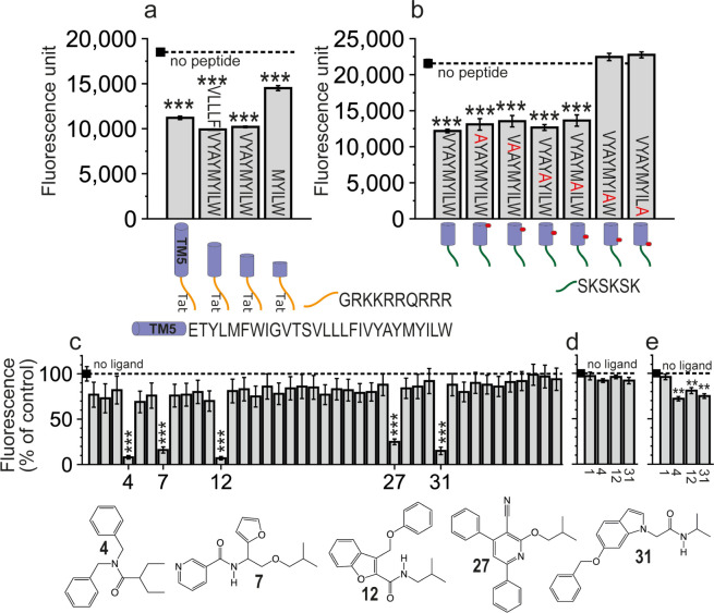 BiFC analysis of the effect of (a and b) designed peptides or (c) 41 nonpeptidic ligands on (a–c) CB1R-5HT2AR heteromerization and (d) CB1R-CB1R or (e) 5HT2AR-5HT2AR homomerization. Fluorescence (530 nm) of HEK-293T cells transfected with (a–c) 5HT2AR-cYFP and CB1R-nYFP, (d) CB1R-cYFP and CB1R-nYFP, and (e) 5HT2AR-cYFP and 5HT2AR-nYFP, treated with vehicle (black square, dashed line) or 4 μM peptide for 4 h (a and b) or 4 μM ligand for 4 h (c–e). Values in panels c–e represent fluorescence relative to control (no ligand, 100%). Values are mean ± SEM of n = 6–10. One-way ANOVA followed by Dunnett’s multiple comparison post hoc test was used for statistical analysis versus the control condition (black squares, no peptide, or no ligand) (**p < 0.001; ***p < 0.0001). Chemical structures of compounds 4, 7, 12, 27, and 31, which significantly decreased fluorescence, are shown.