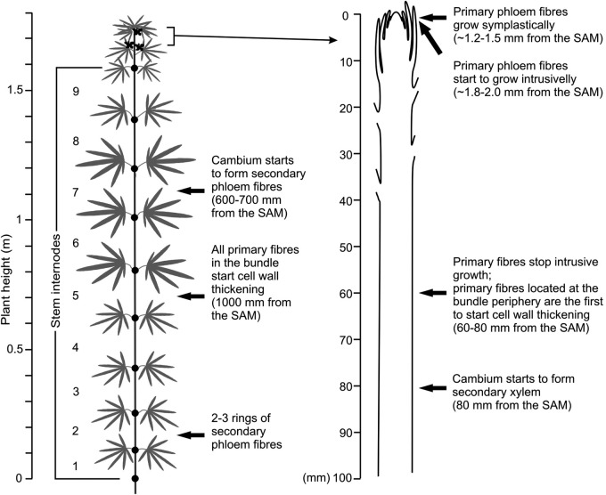 Scheme of the location of primary and secondary phloem fibres at different developmental stages within the stem of a 67-day-old hemp plant. For details, see text.