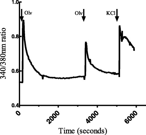 Representative traces illustrating changes in 340/380 nm ratios in DRG cells responding to olvanil. The cell was suprafused with olvanil (100 nM for 1 min) two times separated by 45 min of wash-out with calcium buffer. Finally, the cell was exposed to KCl (60 mM for 1 min) followed by 45 min of wash-out