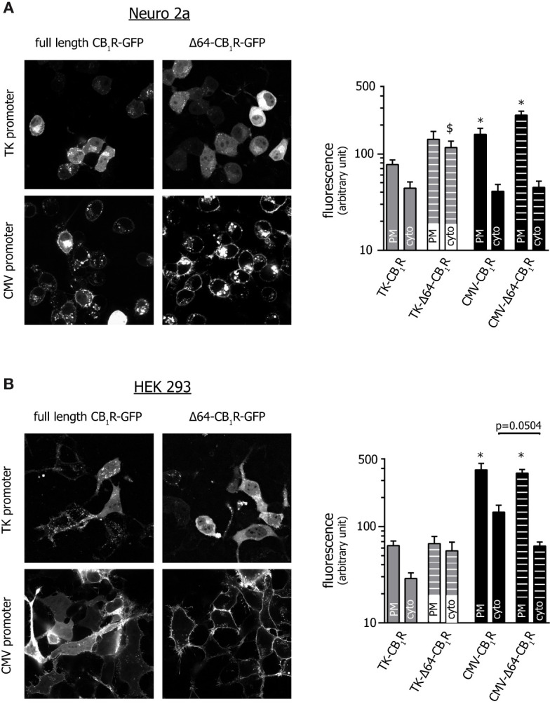Confocal microscopic assessment of the localization of various CB1R mutants. Images of Neuro 2a (A) and HEK 293 (B) cells expressing GFP-tagged versions of the pertinent CB1 receptor variants were acquired with spinning disk confocal microscopy along the entire z-axis of the cell. Slices positioned at the bottom 1/3 (i.e. close to the cell-coverslip interface) are presented and show an area of approx. 100 x 100 µm. (Please note that due to the significant differences in expression, the brightness of images showing TK promoter-driven receptor variants was increased to a higher extent.) Bar graphs show average plasma membrane and cytosolic fluorescent intensity after background subtraction. In all groups n=16; *p < 0.05 when compared to TK-CB1R PM (one-way ANOVA followed by Dunn’s or Holm-Sidak’s multiple comparisons test for Neuro 2a and HEK 293, respectively), $p = 0.012 vs. TK-CB1R-cyto (one-way ANOVA and Dunn’s test), for the comparison between CMV-CB1R-cyto and CMV-Δ64-CB1R-cyto one-way ANOVA and Holm-Sidak’s test were applied.